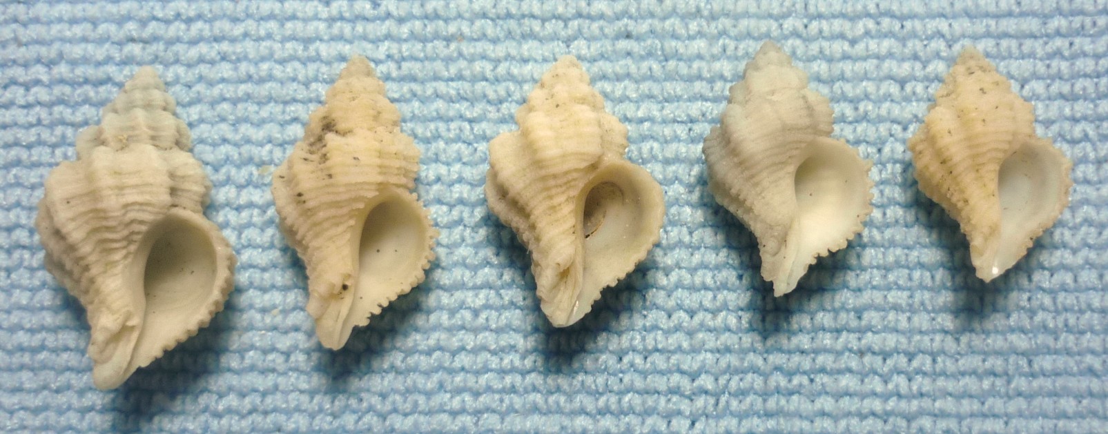 Coralliophila sofiae o squamosa?